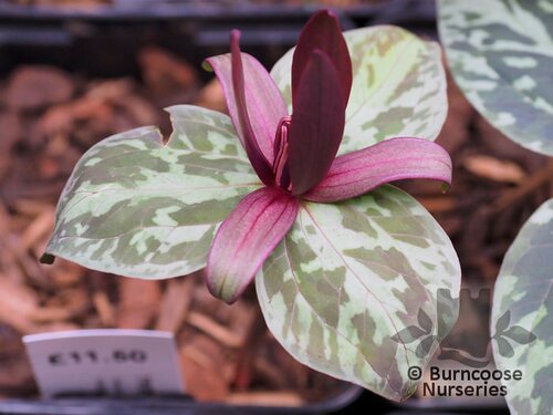 TRILLIUM sessile  