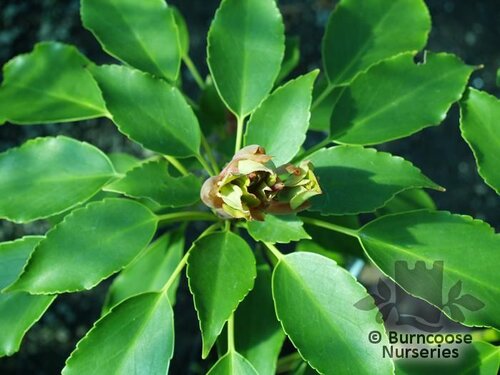 TROCHODENDRON aralioides  