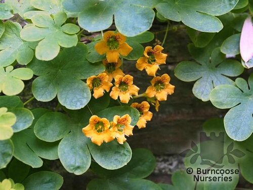 TROPAEOLUM ciliatum  