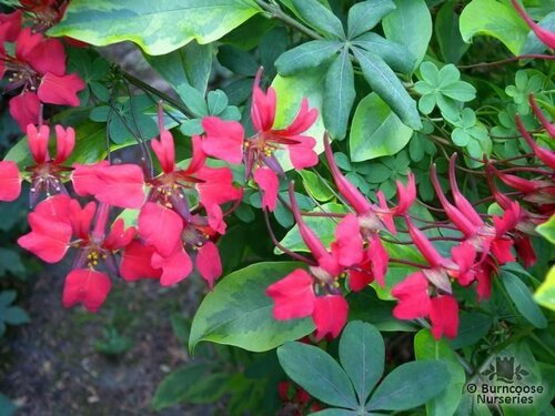TROPAEOLUM   