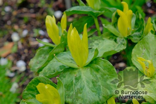 TRILLIUM luteum  