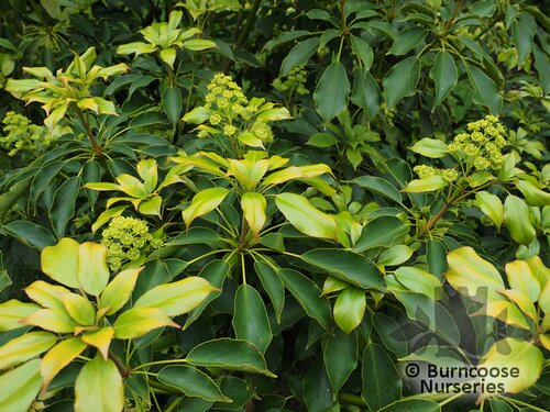 TROCHODENDRON   