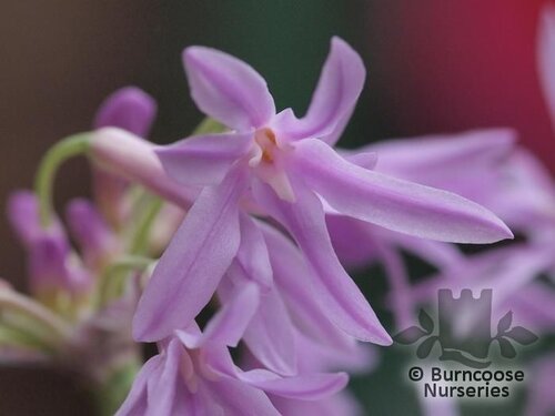 TULBAGHIA   