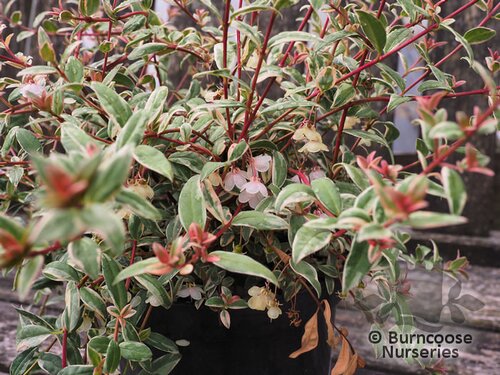 UGNI molinae 'Flambeau' 