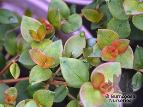 UGNI molinae 'KaPow' 