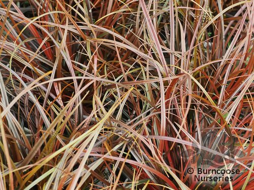 CAREX uncinata  