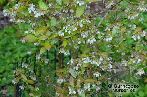 VACCINIUM   