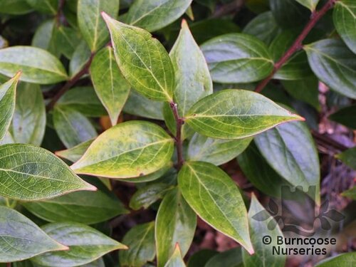 VACCINIUM dunalianum var. megaphyllum 