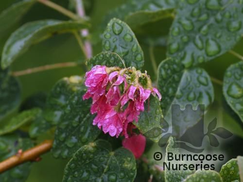 VALLEA stipularis  
