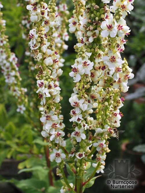 VERBASCUM chaixii 'Album'  