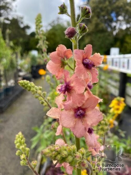 VERBASCUM 'Cotswold Beauty'  