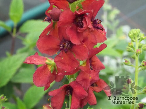 VERBASCUM 'Firedance'  