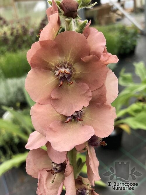 VERBASCUM 'Helen Johnson'  