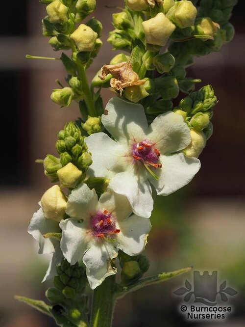 VERBASCUM 'Kynaston'  