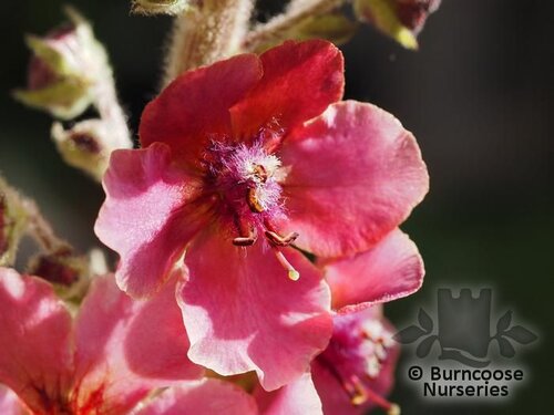 VERBASCUM 'Merlin'  