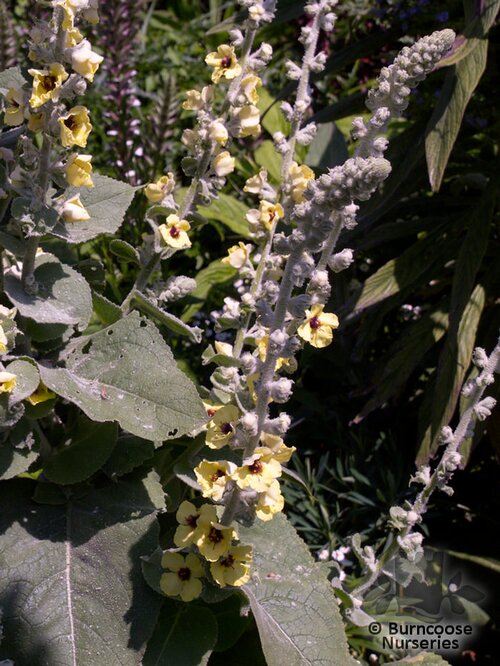 VERBASCUM olympicum  