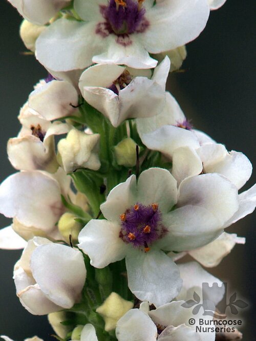 VERBASCUM phoeniceum  