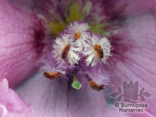 VERBASCUM 'Pink Domino'  