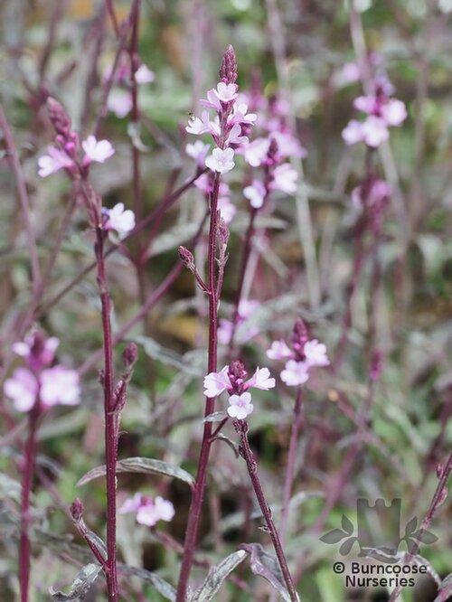 VERBENA officinalis var grandiflora 'Bampton'
