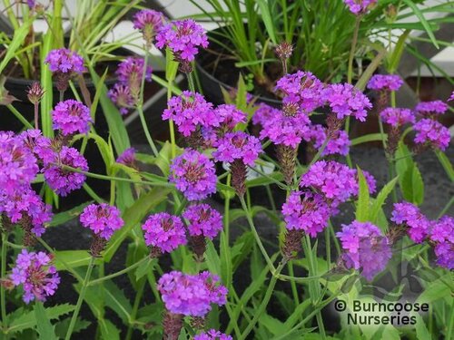 VERBENA rigida  