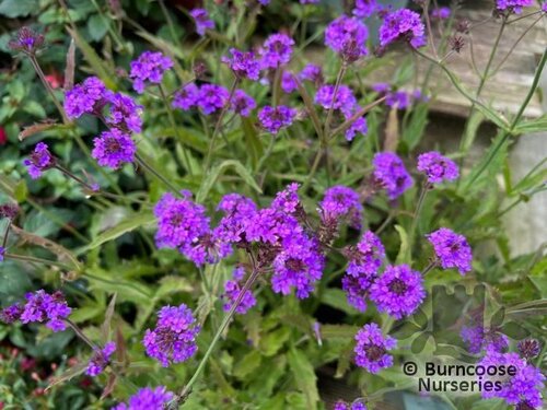 Verbena Rigida from Burncoose Nurseries