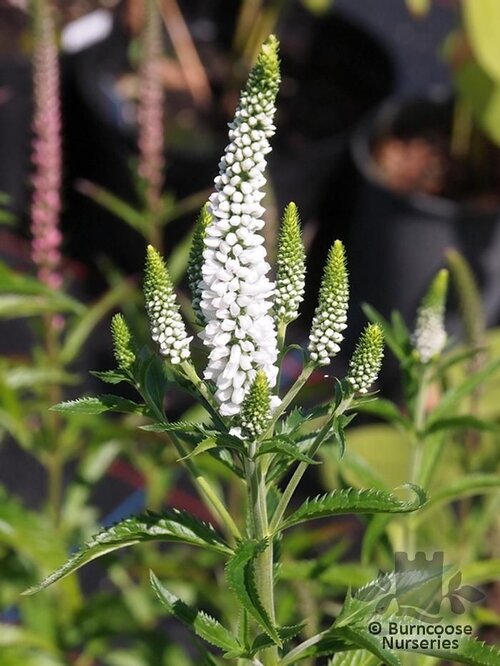 VERONICA spicata 'Alba' 