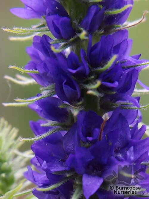 VERONICA spicata 'Glory' 