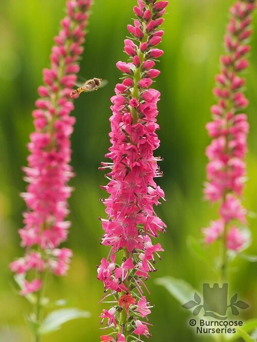 VERONICA spicata 'Rotfuchs' 