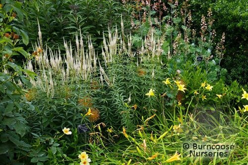 VERONICASTRUM virginicum 'Album' 
