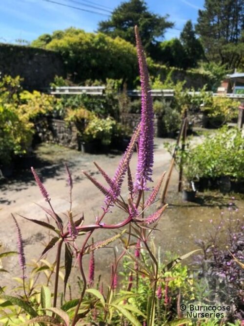 VERONICASTRUM virginicum 'Fascination' 