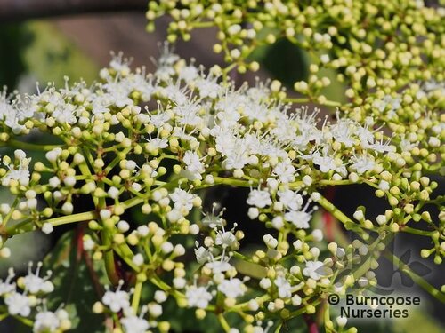 VIBURNUM betulifolium  