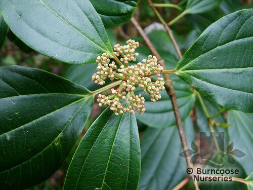 VIBURNUM cinnamomifolium  