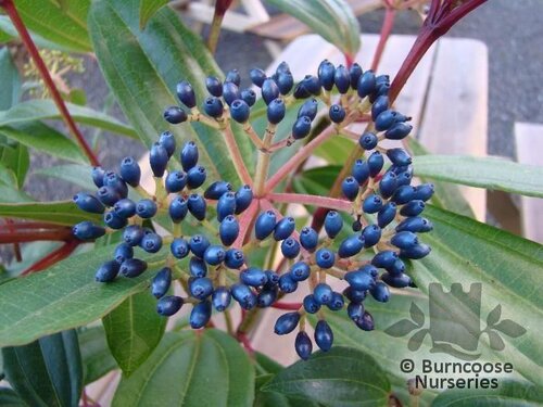 VIBURNUM davidii  