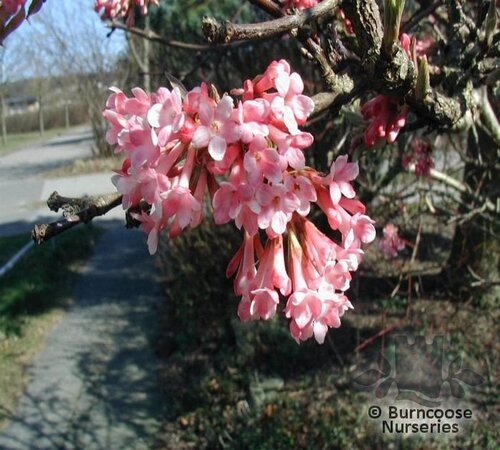 VIBURNUM fragrans  