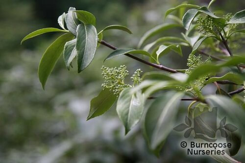 VIBURNUM henryi  