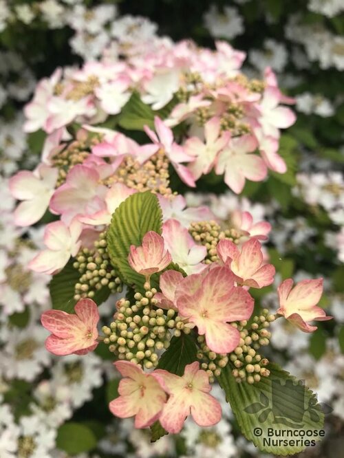 VIBURNUM plicatum 'Kilimanjaro Sunrise' 