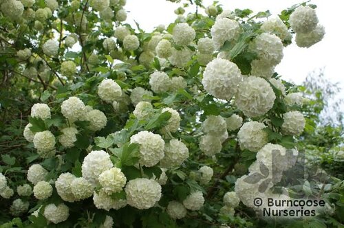 VIBURNUM opulus 'Roseum' 