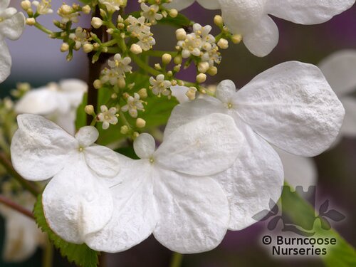 VIBURNUM plicatum 'Lanarth' 