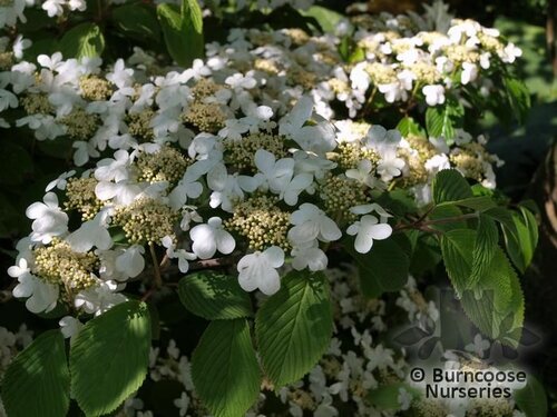 VIBURNUM plicatum 'Mariesii' 