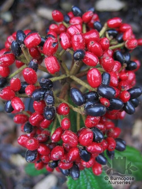 VIBURNUM rhytidophyllum  