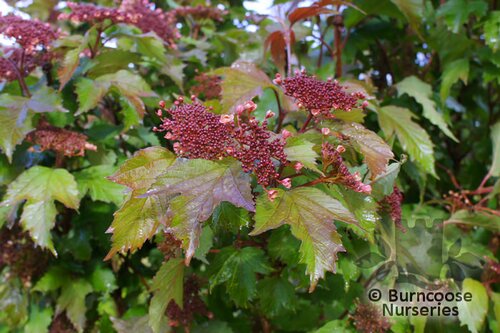 VIBURNUM sargentii 'Onondaga'  