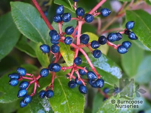 VIBURNUM tinus  