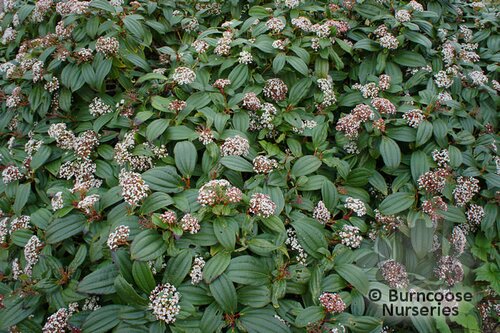 VIBURNUM   