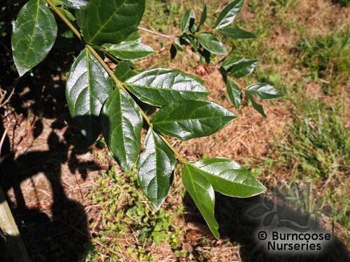 VIBURNUM triphyllum  