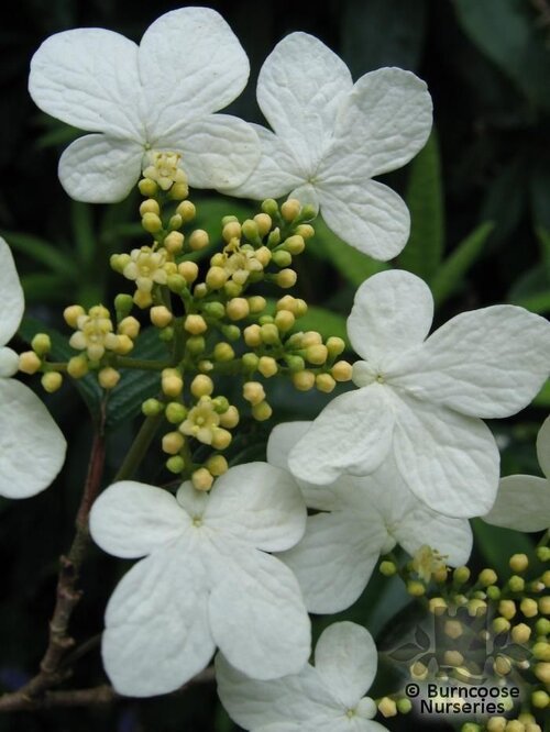 VIBURNUM plicatum 'Watanabe' 