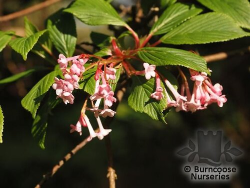 VIBURNUM x bodnantense 'Dawn' 