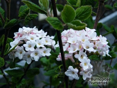 VIBURNUM x burkwoodii 'Anne Russell' 