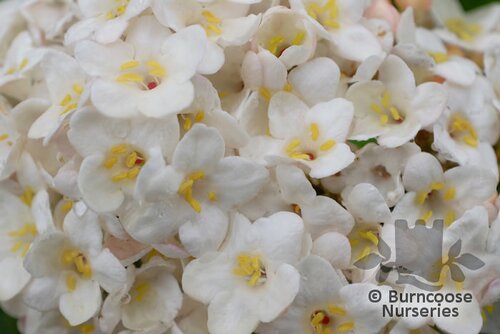 VIBURNUM x carlcephalum  