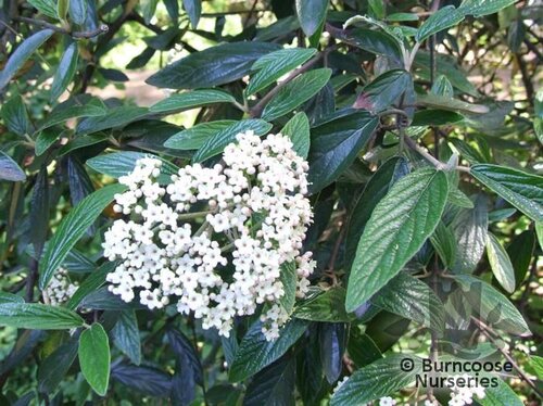 VIBURNUM 'Pragense'  