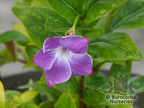 VINCA difformis 'Jenny Pym' 